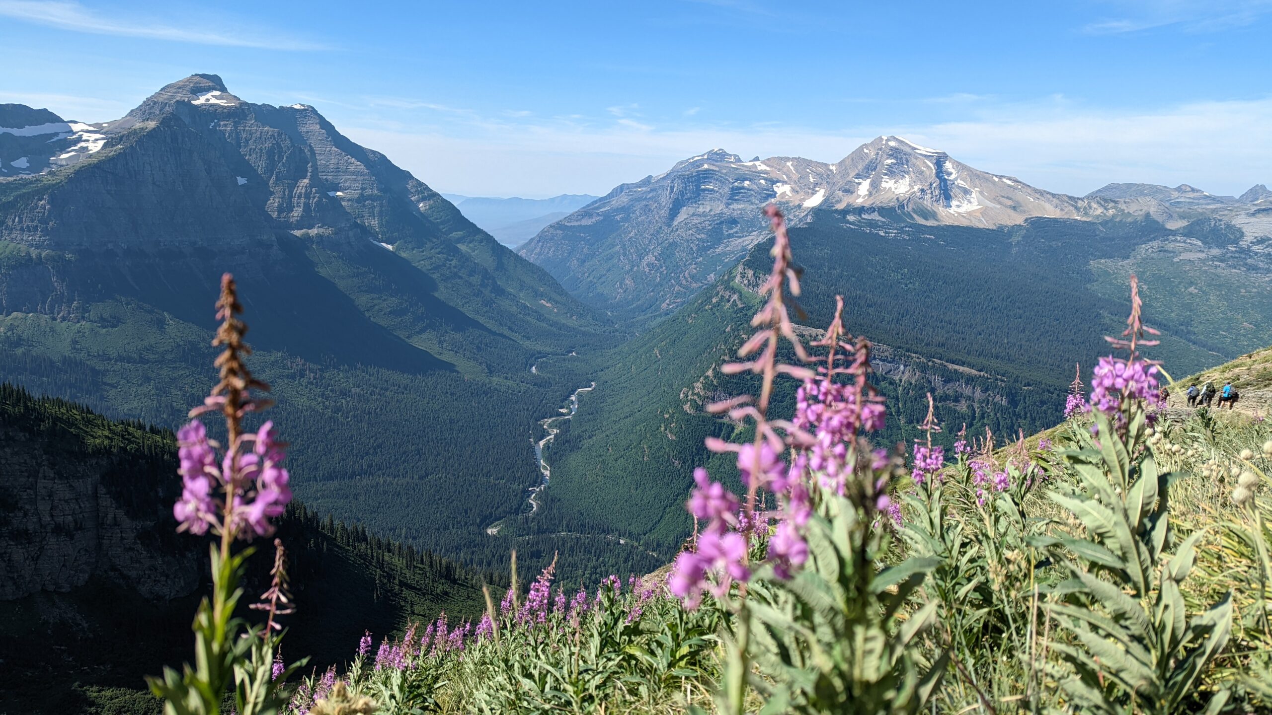 Flowers with mountains in the background at Glacier National Park