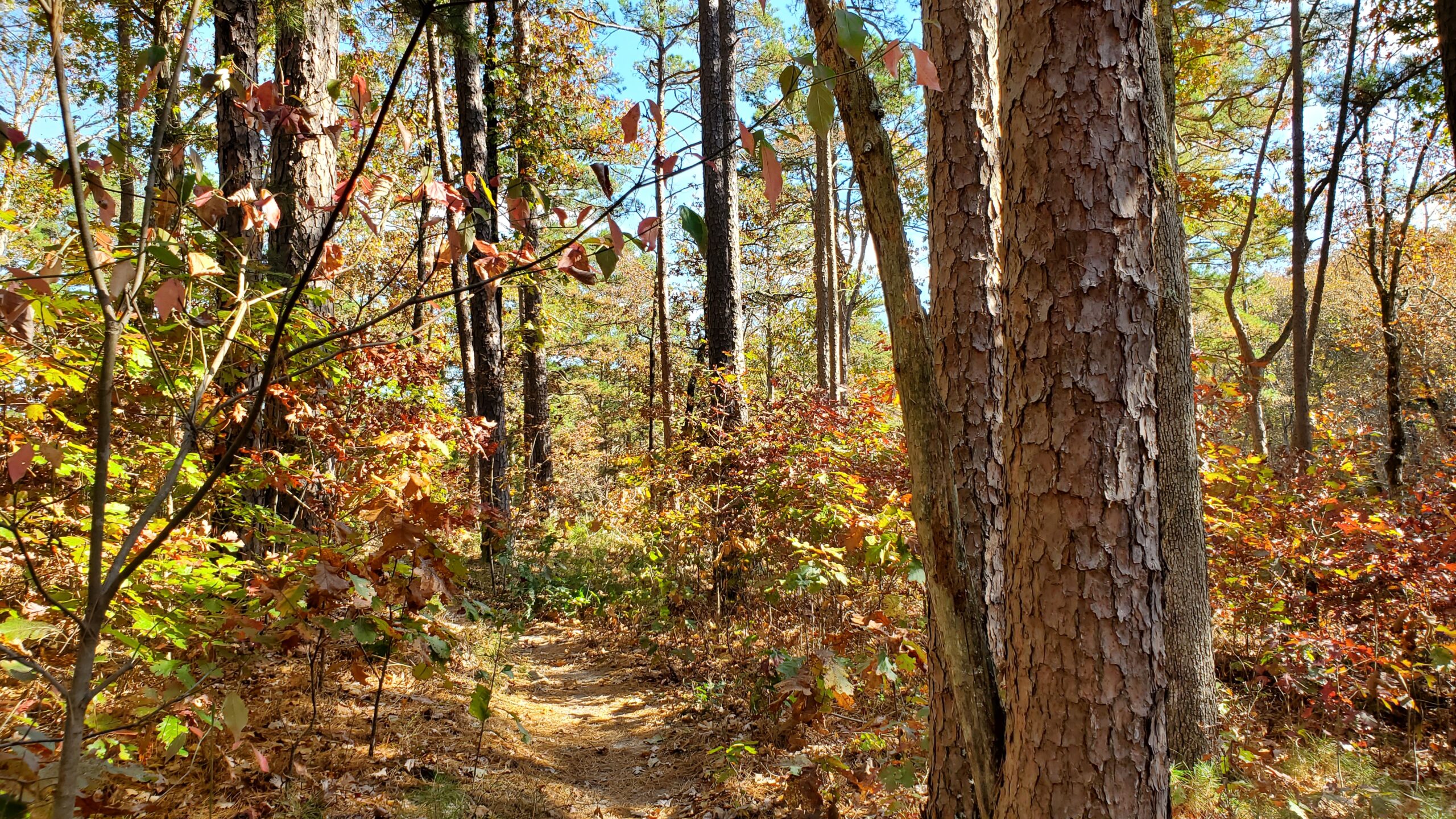 Fall colors along the trail