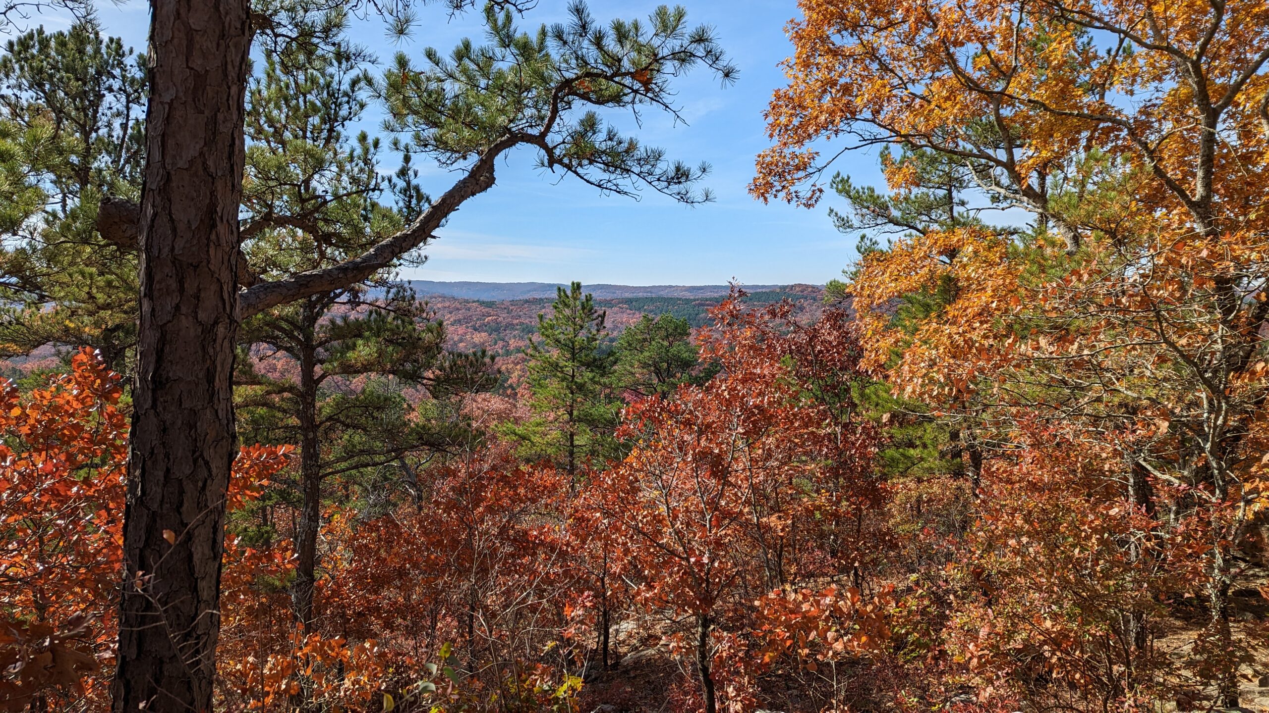 Fall leaves and blue sky from a lookout along the trail at Hawn State Park