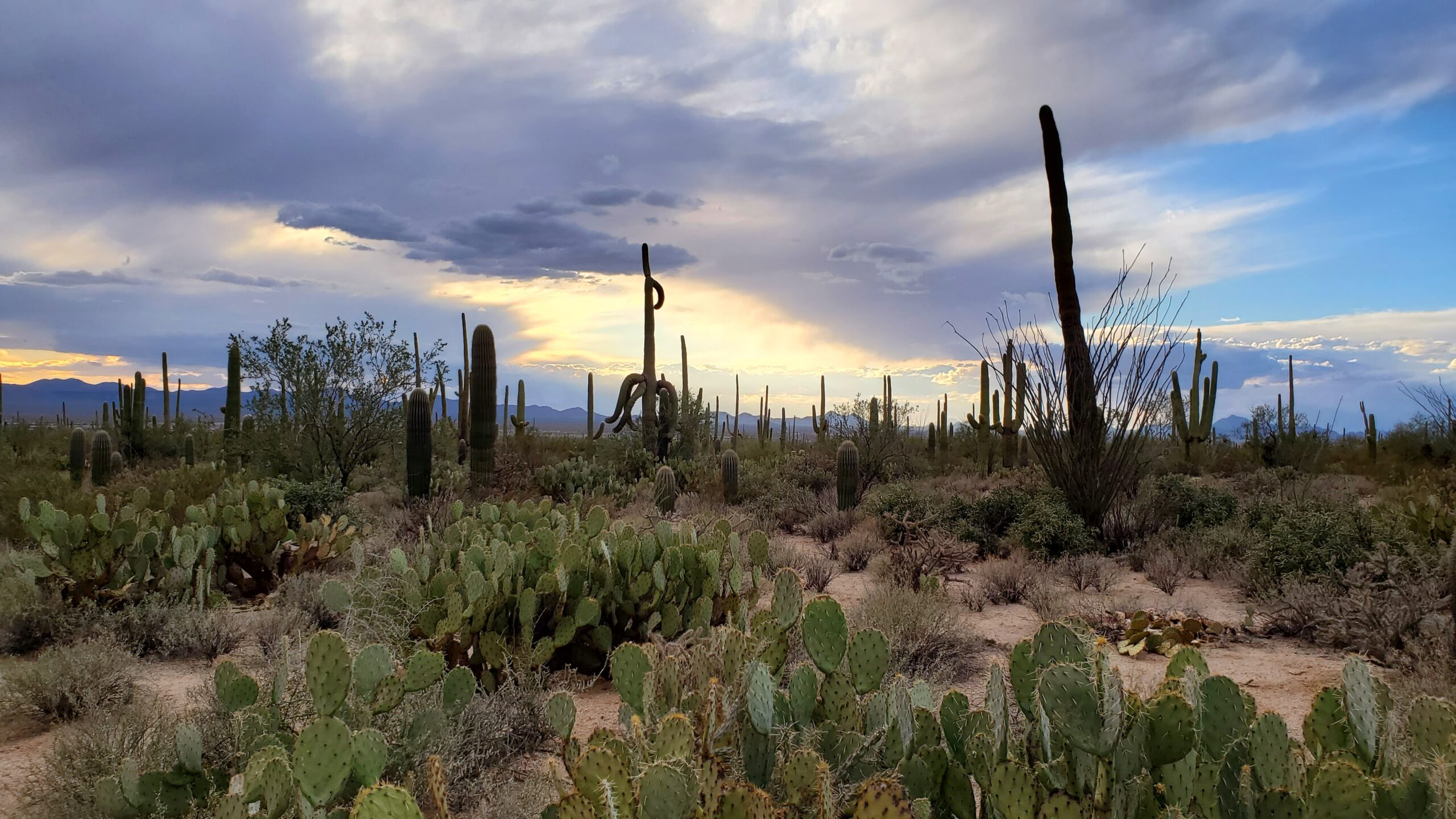 Saguaro National Park