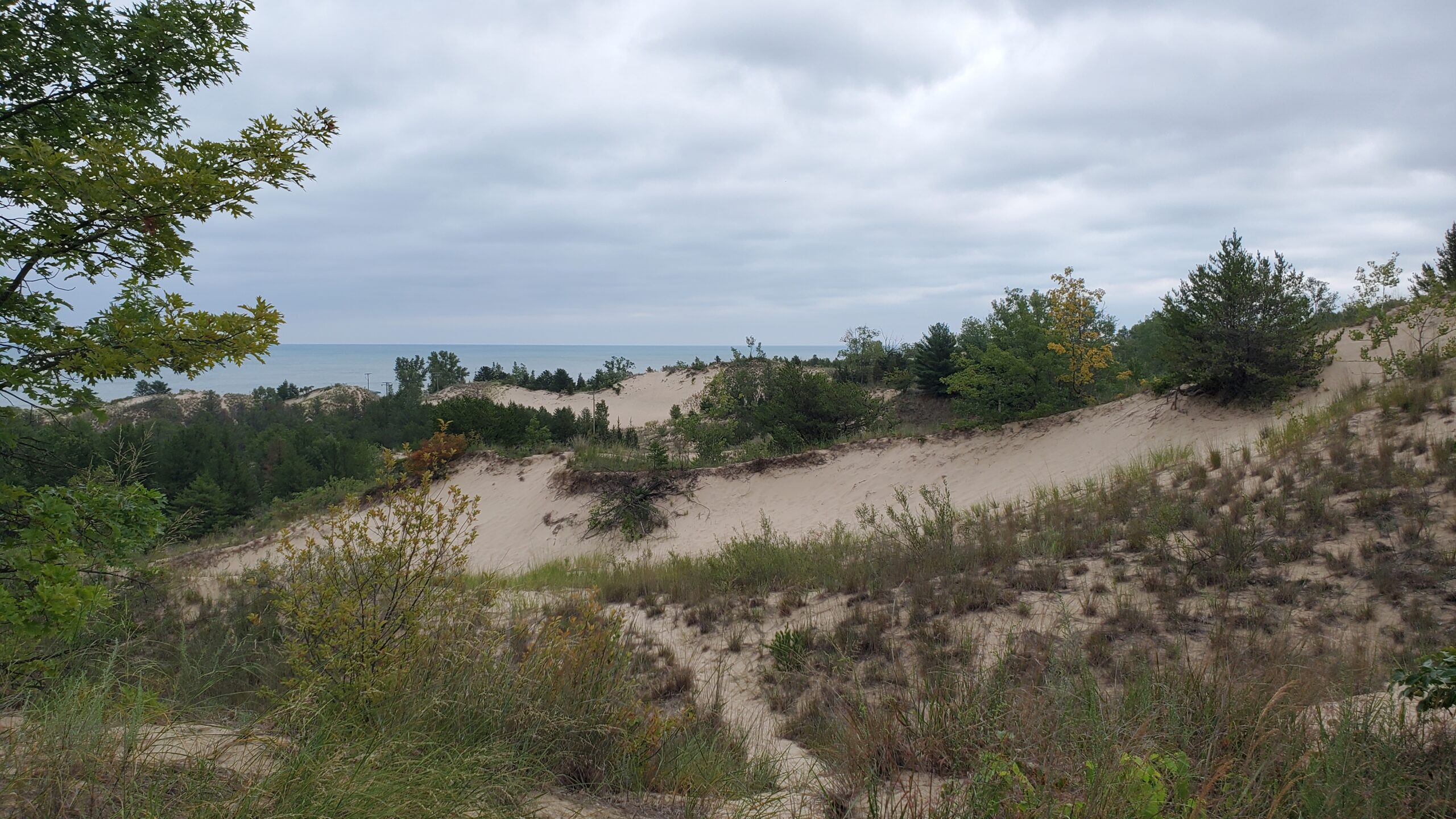 Sand dunes with grass and trees growing on it