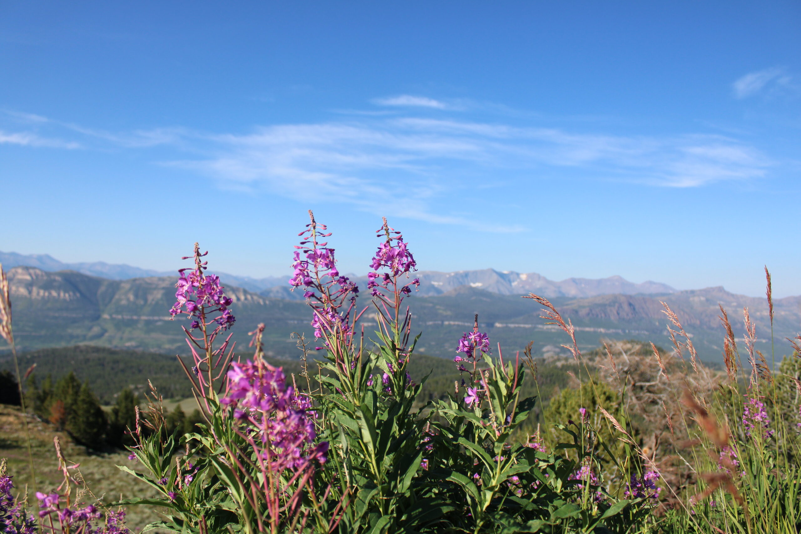 Purple flowers with mountains in the background