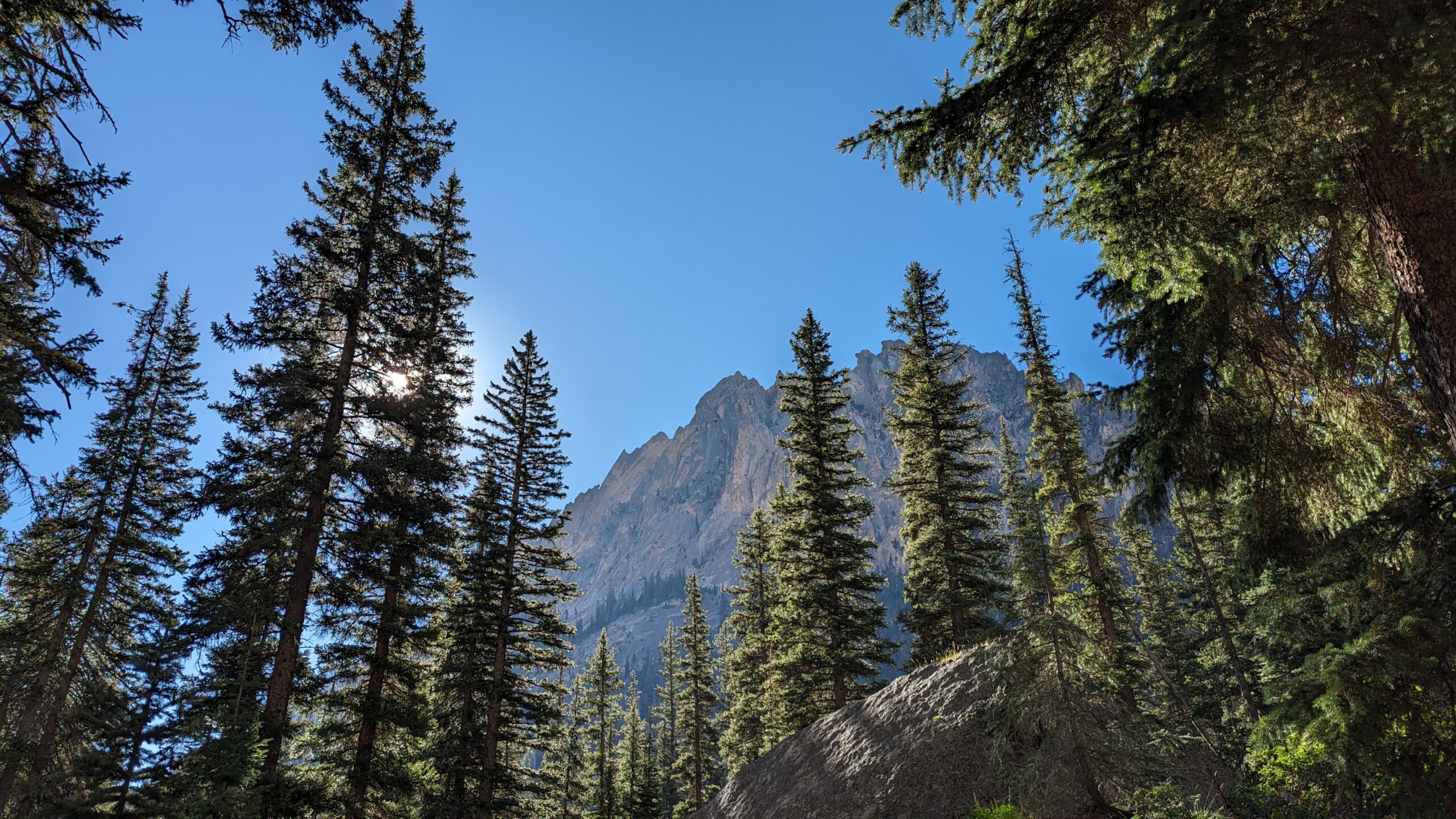 Sun behind pine trees with mountain peaks in the background